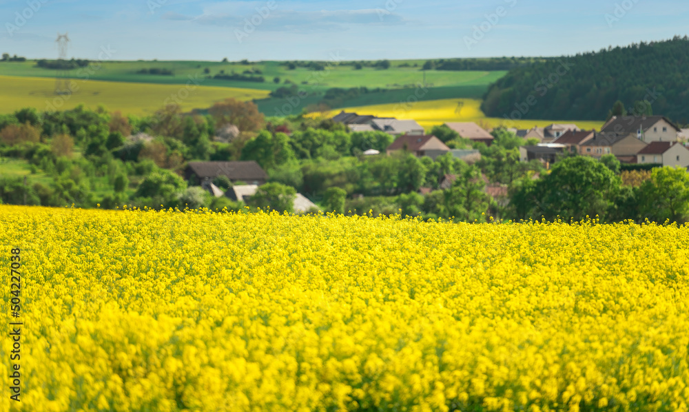 rapeseed field with a village in the background