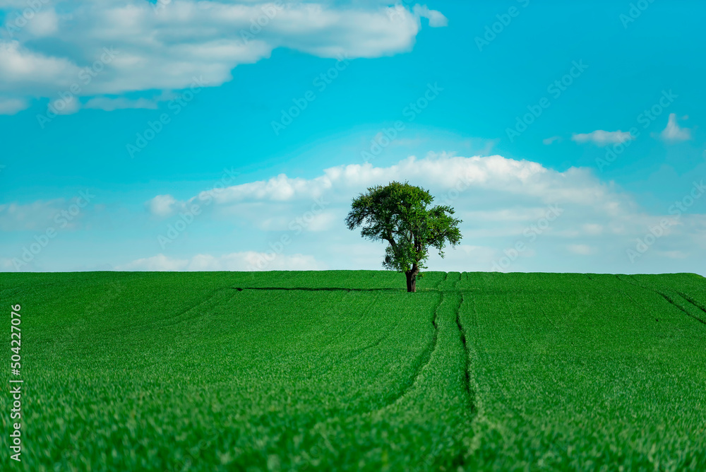 green field  with isolated tree and sky