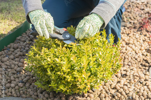 In female hands  a garden tool is a cutting pruner  the formation of a young boxwood bush in the spring.
