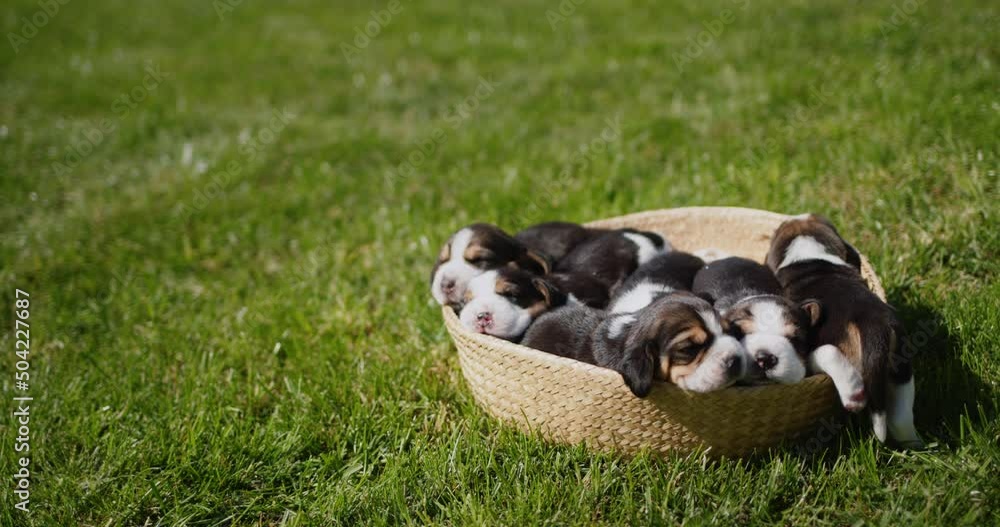 Happy small beagle puppies dozing in a basket that stands on the green grass Happy small beagle puppies dozing in a basket that stands on the green grass