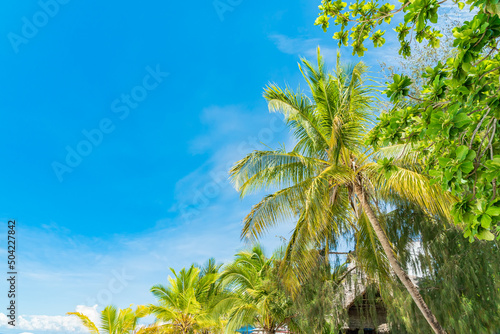 Coconut tree with many coconut fruits with bright blue sky, Zanzibar, Tanzania