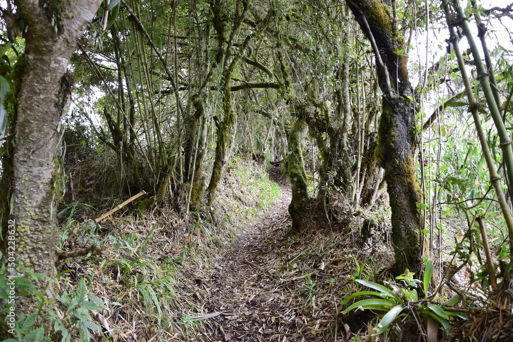 Narrow dirt path between bare trees with very thin trunks, wild plants. a narrow dirt path between the trees. Banos Narrow dirt path between bare trees with very thin trunks, wild plants. a narrow dirt path between the trees. Banos