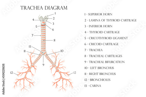 Vector medical educational biological chart for trachea diagram. Anatomy illustration isolated white background