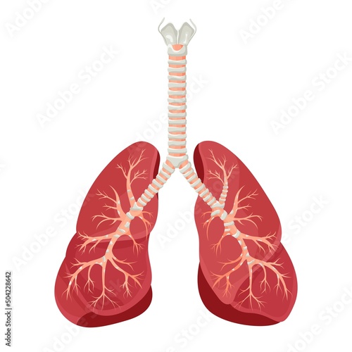 Diagram of human lungs and trachea, respiratory system, healthy lungs icon. Vector illustration isolated on a white background.
