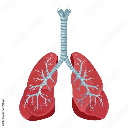 Diagram of human lungs and trachea, respiratory system, healthy lungs icon. Vector illustration isolated on a white background.