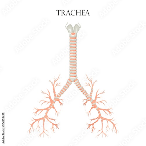 Vector medical educational biological chart for trachea diagram. Anatomy illustration isolated white background