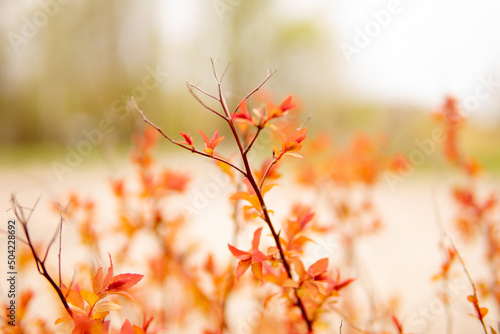 Beautiful flowering buds, the revival of nature, the background, macro photography of flowers, blooming leaves. Beautiful red branches with red leaves, nature background.