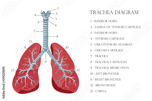 Vector medical educational biological chart for trachea diagram. Anatomy illustration isolated white background photo