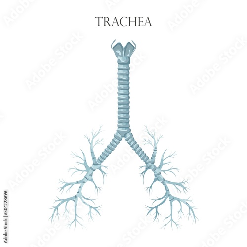 Vector medical educational biological chart for trachea diagram. Anatomy illustration isolated white background