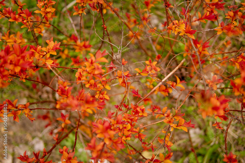 Beautiful flowering buds, the revival of nature, the background, macro photography of flowers, blooming leaves. Beautiful red branches with red leaves, nature background. Beautiful flowering buds, the revival of nature, the background, macro photography of flowers, blooming leaves. Beautiful red branches with red leaves, nature background.