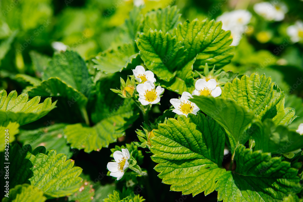 Strawberry patch on an organic farm on a sunny day.Blooming strawberries grow in a flower bed in spring. Summer white strawberry flowers.Bees pollinate flowers. Strawberry patch on an organic farm on a sunny day.Blooming strawberries grow in a flower bed in spring. Summer white strawberry flowers.Bees pollinate flowers.