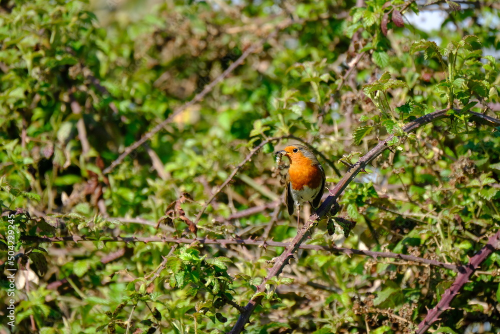 Robin on bush Robin on bush