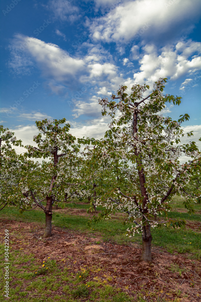 Obraz premium sad kwitnących czereśni wiosną
