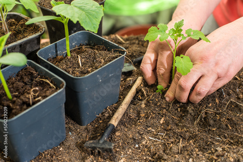 Human hands taking care of a seedling in the soil.