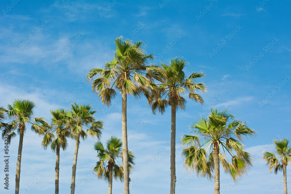 Row of palm trees against bright blue sky