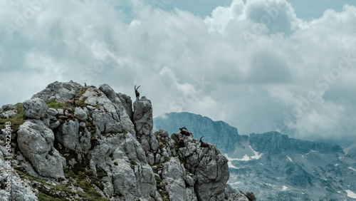 Steinbocks in the Julian alps photo