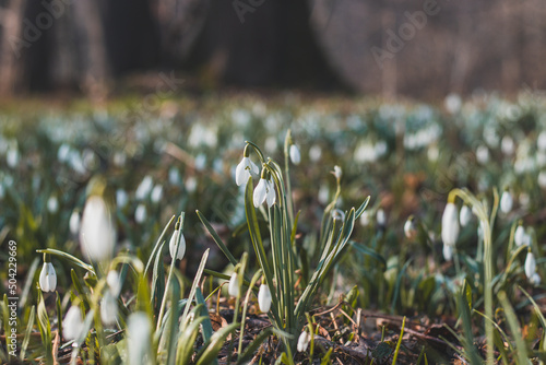 field of snowdrops bathed in the western sun growing in a deciduous forest and beautifying the day. A flower that awakens love in families with children and awakens nature