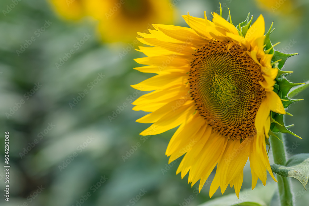 Fototapeta premium Close - up sideways sunflower copy space