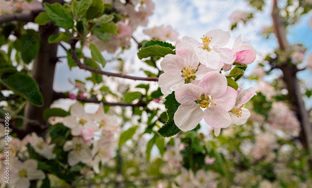 kwitnąca jabłoń wczesną wiosną - obrazy, fototapety, plakaty 