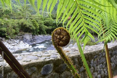 Young sprout of a fern close-up next to Pailon del Diablo - Mountain river and waterfall in the Andes. Banos