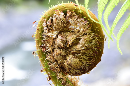 Young sprout of a fern close-up next to Pailon del Diablo - Mountain river and waterfall in the Andes. Banos