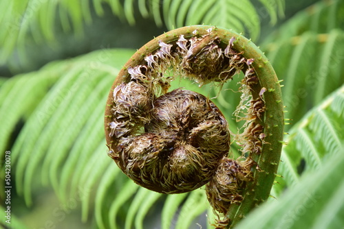 Young sprout of a fern close-up next to Pailon del Diablo - Mountain river and waterfall in the Andes. Banos