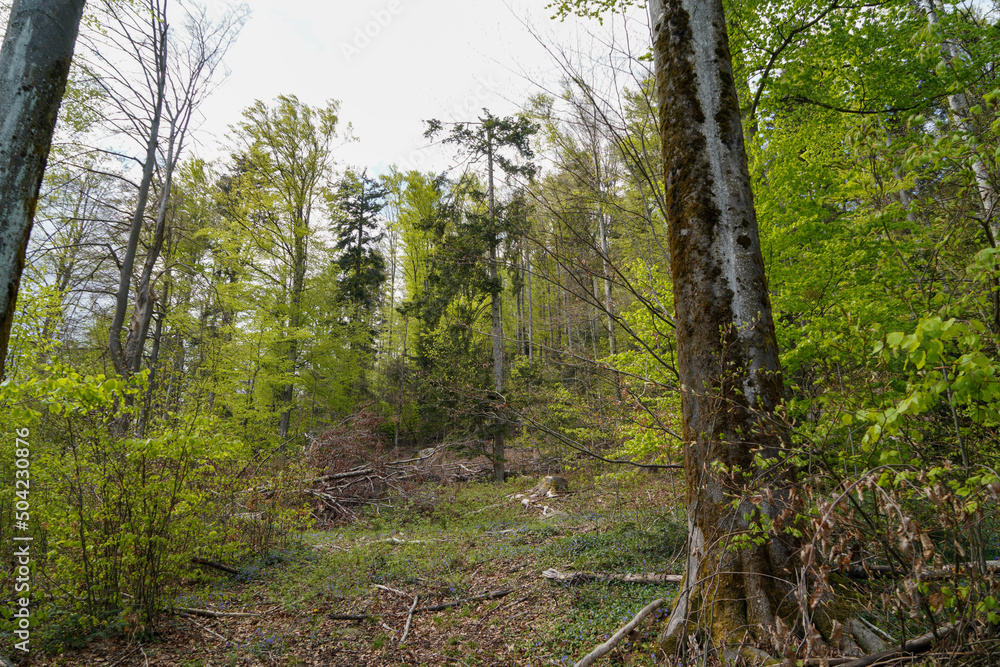 Forest in Bavaria in spring, everything in wood blooms and awakens to new life Forest in Bavaria in spring, everything in wood blooms and awakens to new life