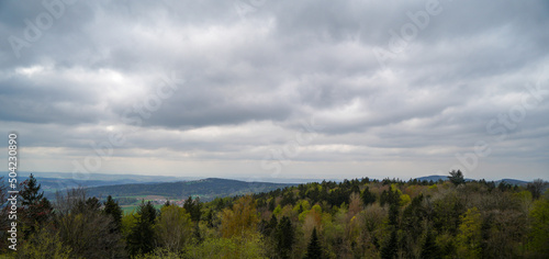 Forest in Bavaria in spring  everything in wood blooms and awakens to new life 