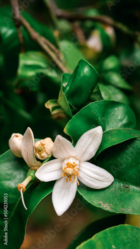 flower in the garden