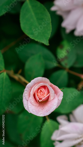 pink rose with water drops