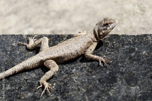 lizard on the rock