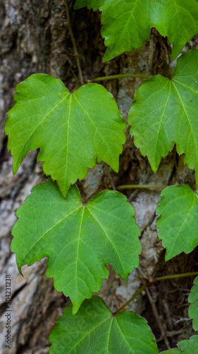 green leaves of a tree