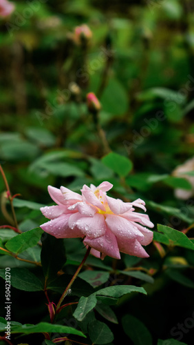 pink water lily