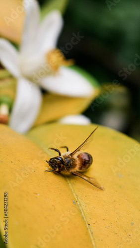 bee on a flower