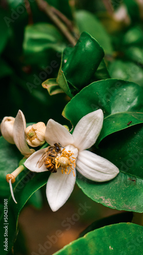 lily of the valley