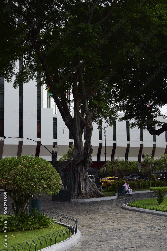 A big tree on Seminario Park (Iguanas Park) and Metropolitan Cathedral - Guayaquil