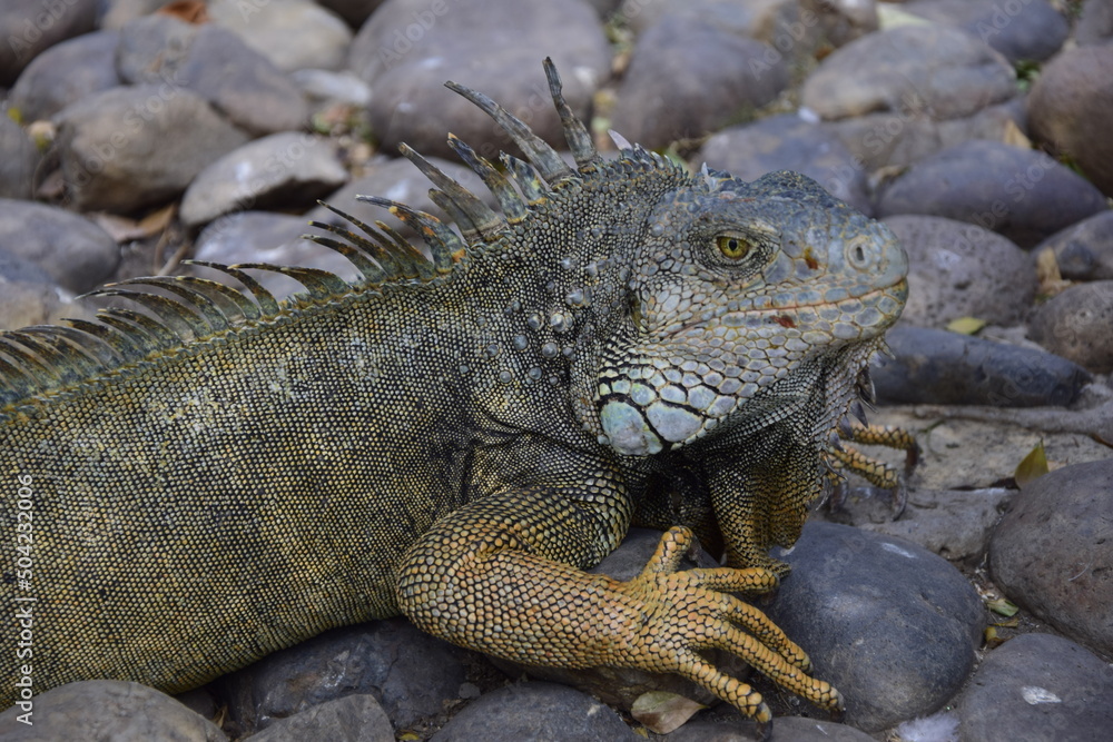 Fototapeta premium Iguanas on Seminario Park (Iguanas Park) and Metropolitan Cathedral - Guayaquil