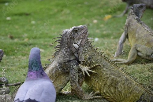 Iguanas on Seminario Park (Iguanas Park) and Metropolitan Cathedral - Guayaquil photo