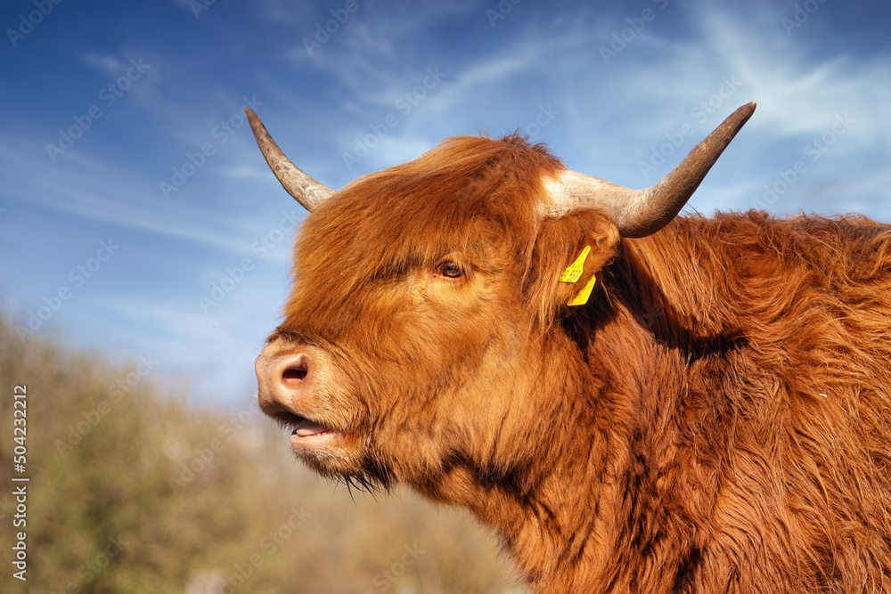 Mooing Scottish Highland cow on a pasture in front of a blue sky Mooing Scottish Highland cow on a pasture in front of a blue sky