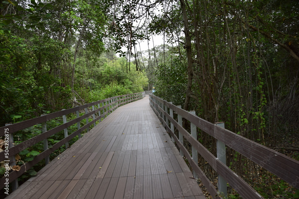 Elevated wooden path that runs through a park of plants. Guayaquil Elevated wooden path that runs through a park of plants. Guayaquil