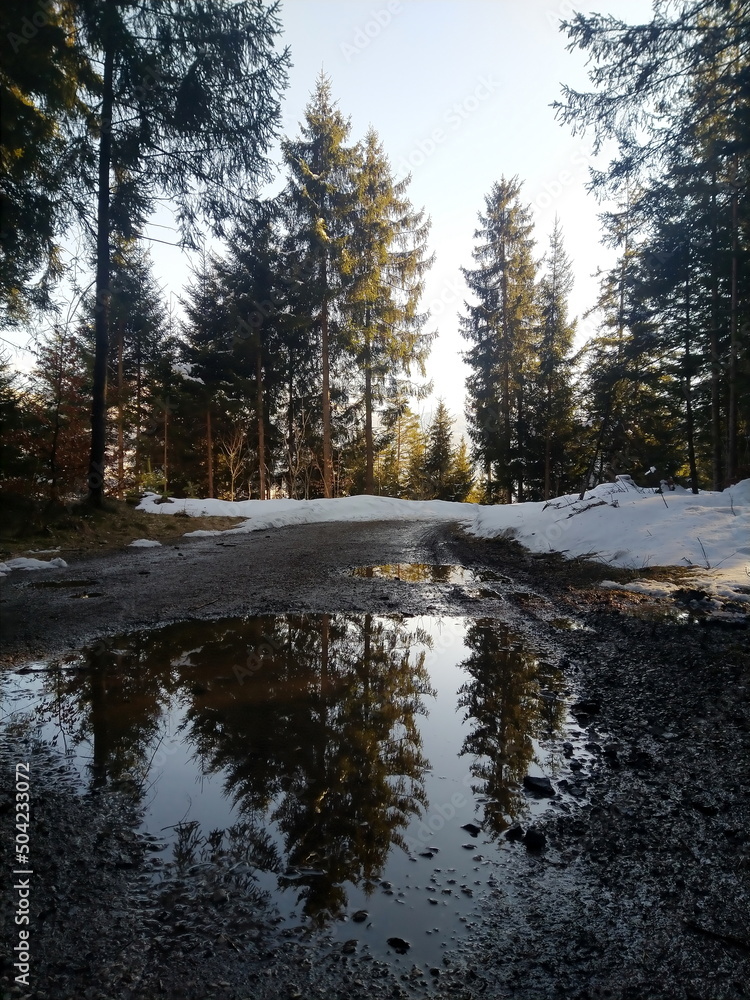 Spiegelung winterlicher Wald in Pfütze Spiegelung winterlicher Wald in Pfütze