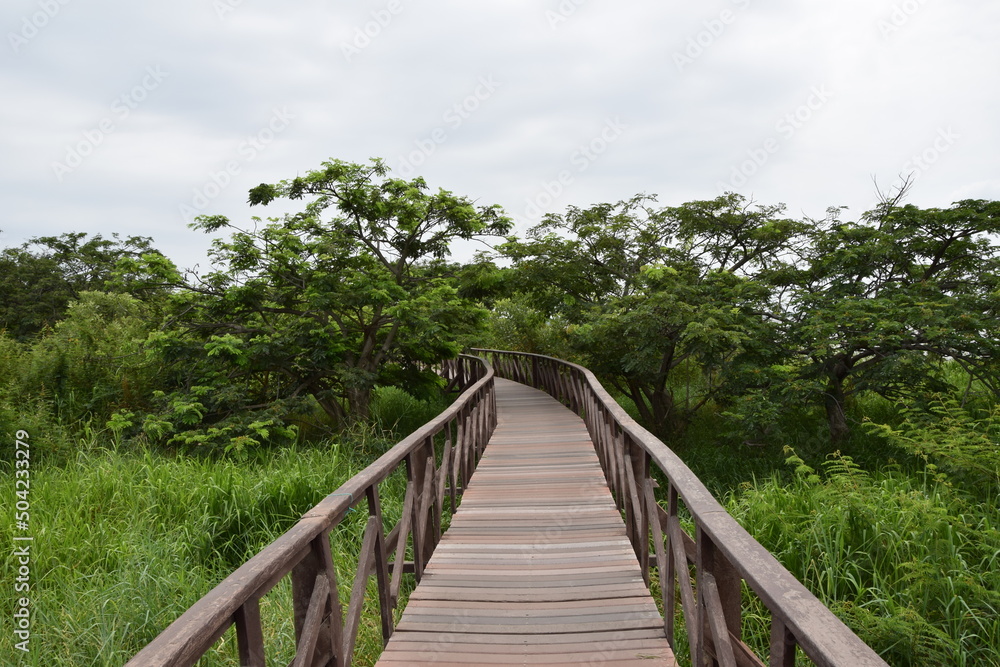 Elevated wooden path that runs through a park of plants. Guayaquil