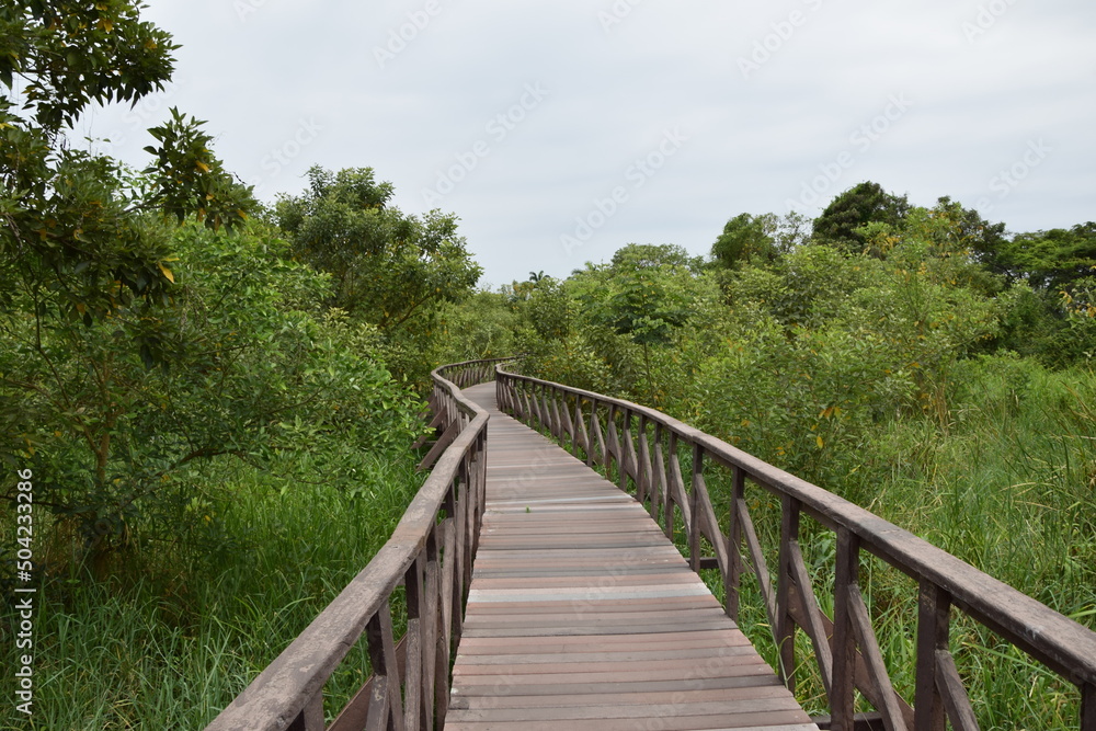 Elevated wooden path that runs through a park of plants. Guayaquil
