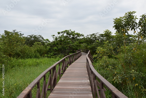 Fototapeta Naklejka Na Ścianę i Meble -  Elevated wooden path that runs through a park of plants. Guayaquil