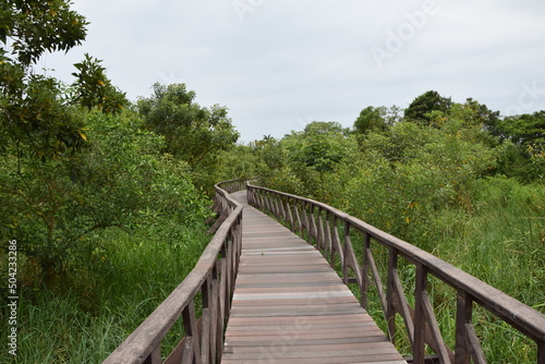 Fototapeta Naklejka Na Ścianę i Meble -  Elevated wooden path that runs through a park of plants. Guayaquil