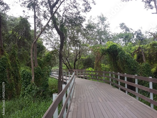 Elevated wooden path that runs through a park of plants. Guayaquil