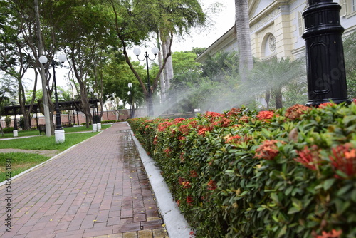 Fototapeta Naklejka Na Ścianę i Meble -  Watering a flowering hedge along the sidewalk, in the Historic Park of Guayaquil, Ecuador