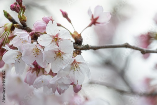 flores cerezo en Japon primavera