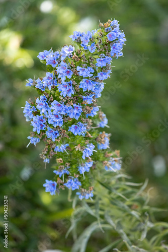 Pride of Madeira, blue flower in green background