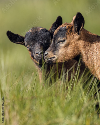 Couple of goats interacting in grassy field